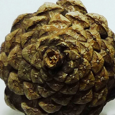 ڂ